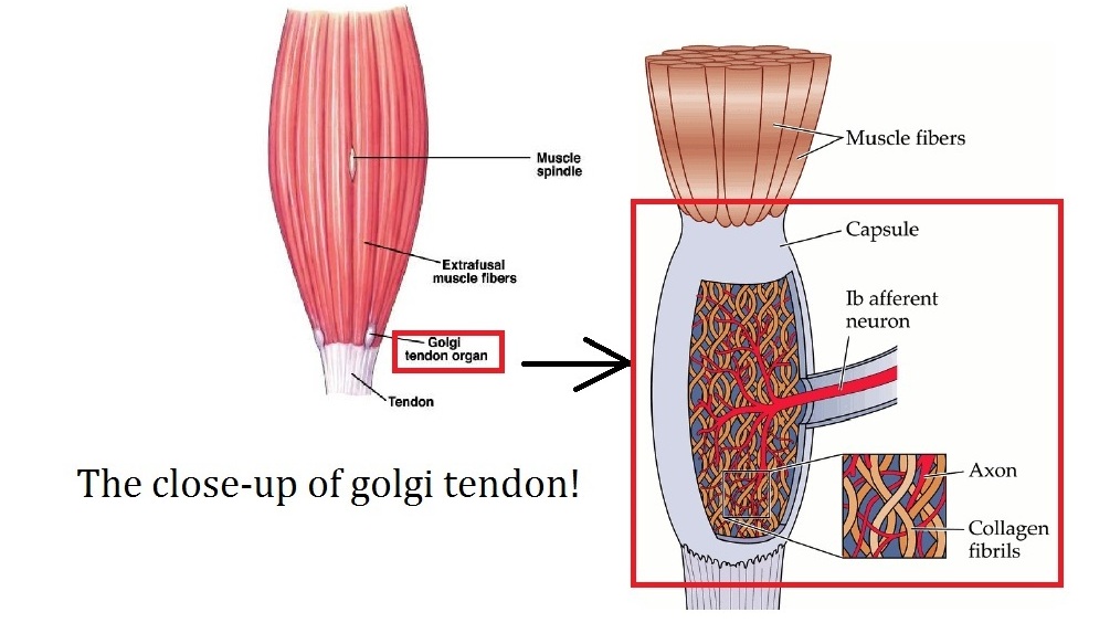 Golgi Apparatus